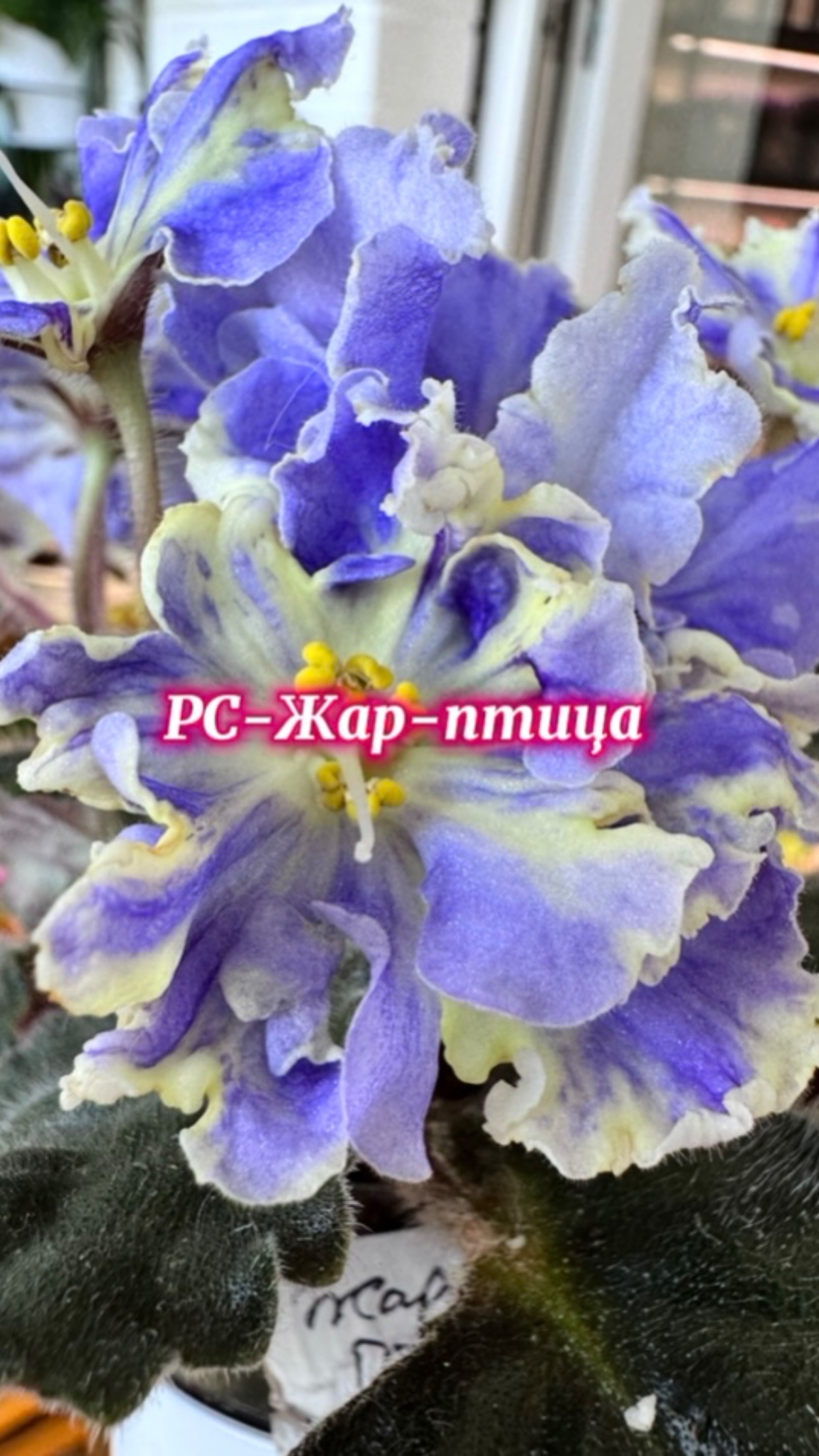 РС-Жар-Птица