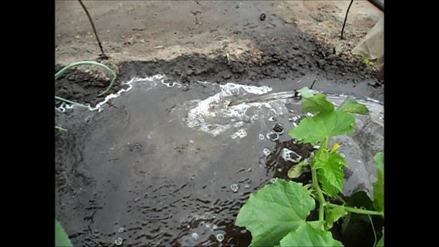 О поливе огурцов
