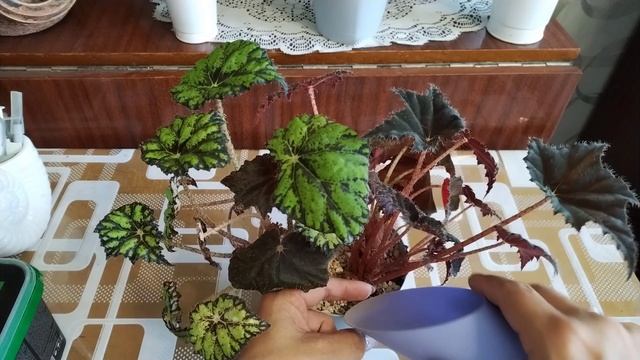 Корни убегают из горшка. Пересадочка 💞