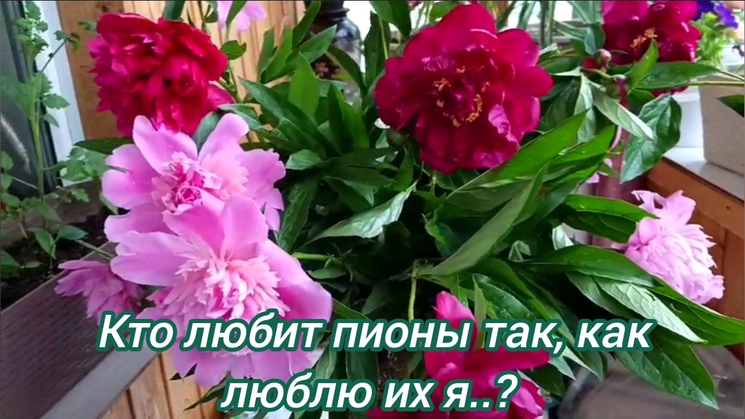 Цветы от любимых