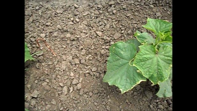 Если сохнут листья у огурцов