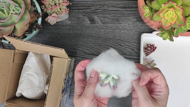 Маленькая, но очень интересная распаковка суккулентов. Таких растений у меня еще не было!