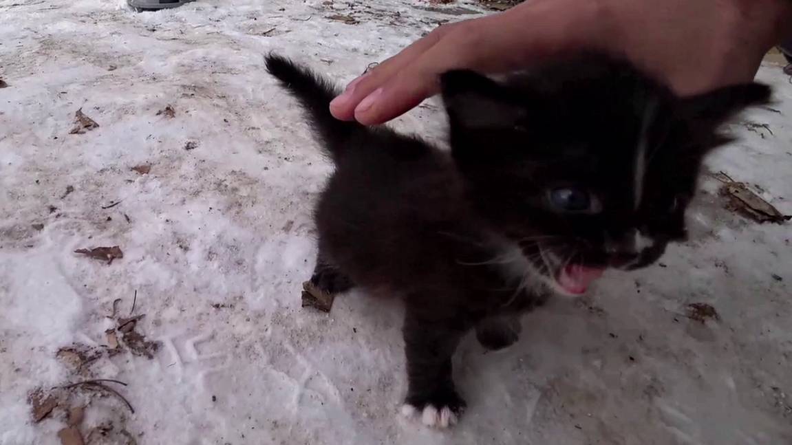 Усынови меня, я буду последним котенком. Спасение котенка.