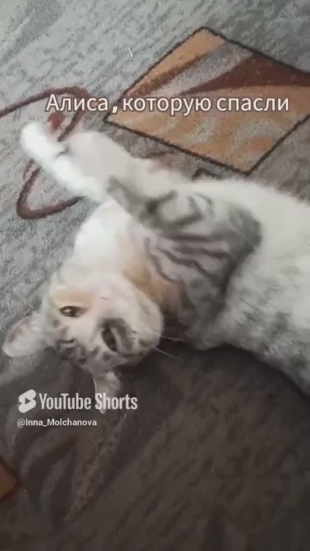 ДЛЯ ХОРОШЕГО НАСТРОЕНИЯ #рассказыоживотных #кошечка_Алиса 1000050747.mp4