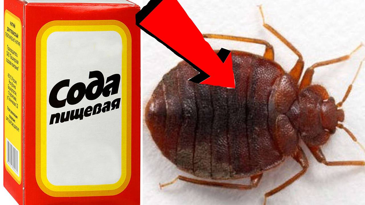 Как избавиться от клопов За 3 минуты в доме.!.!.!...