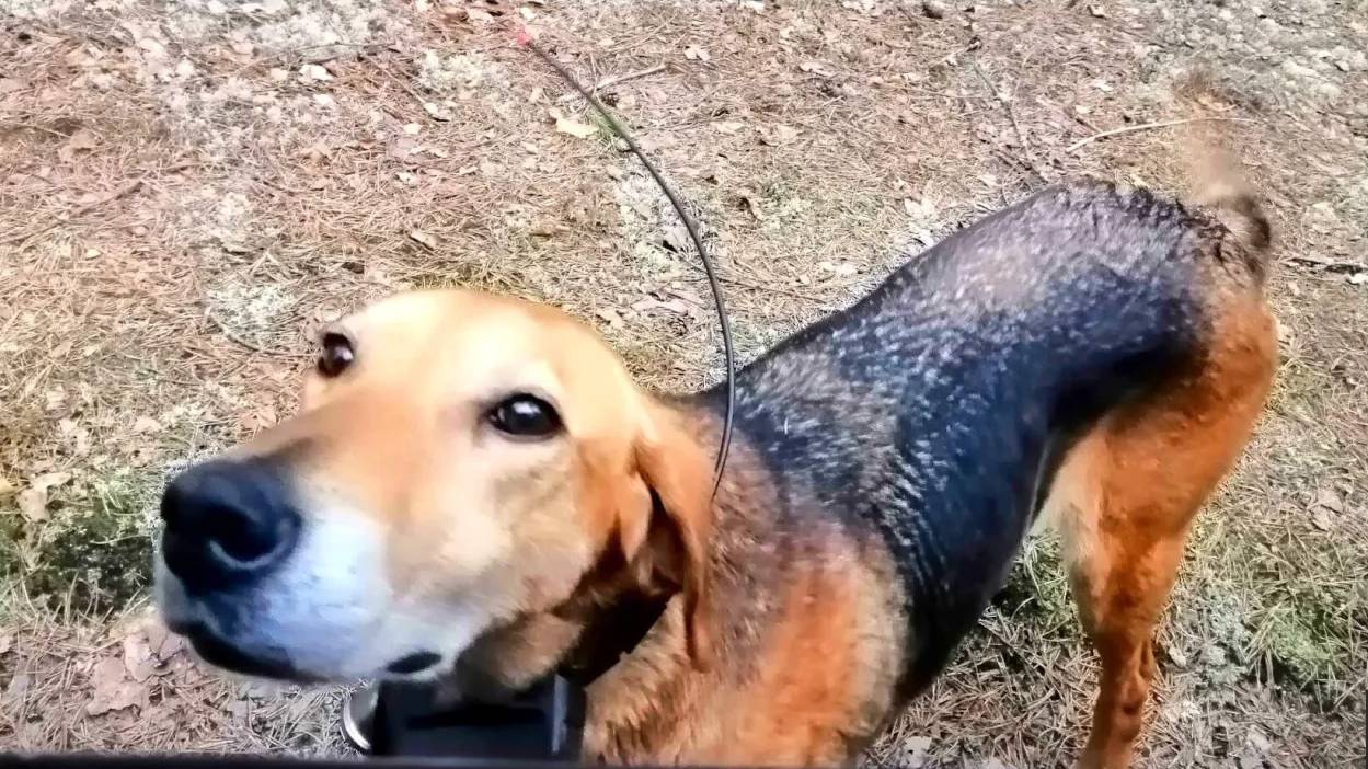 Русские гончие ч.п/ч. Сигнал и ч. Говоруша вл. Шатров В.А.#охотасгончей#животные #топ #hunting