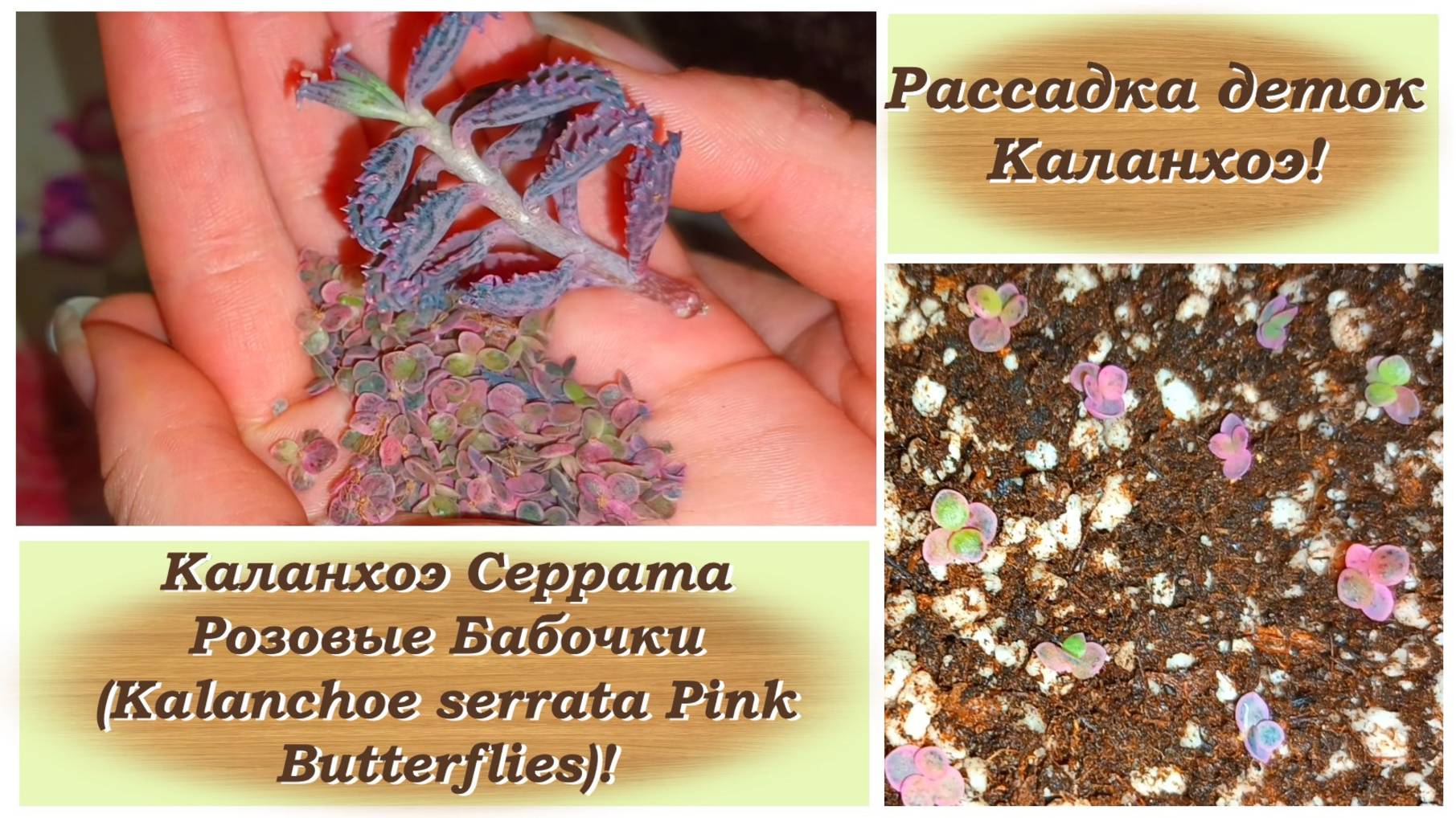 Рассадка деток Каланхоэ Серрата Розовые Бабочки (Kalanchoe serrata Pink Butterflies)!