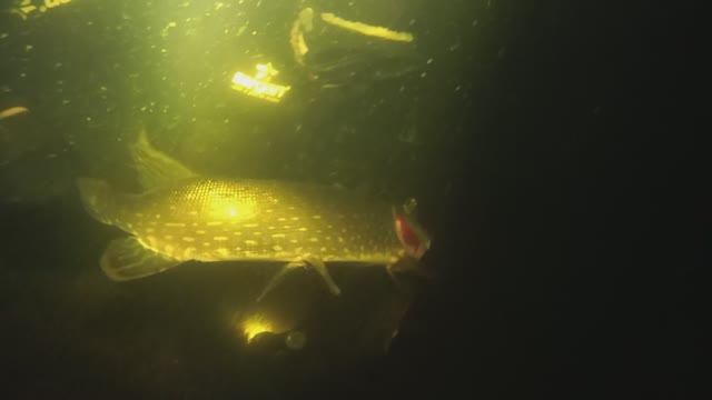 Подводная охота на щуку. Попался в сеть.