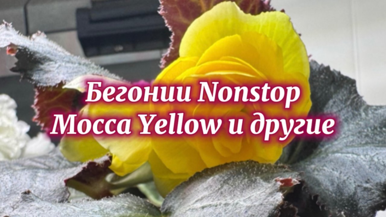 От семечка до цветочка. Бегония Нон-стоп Мокка Желтая 💛