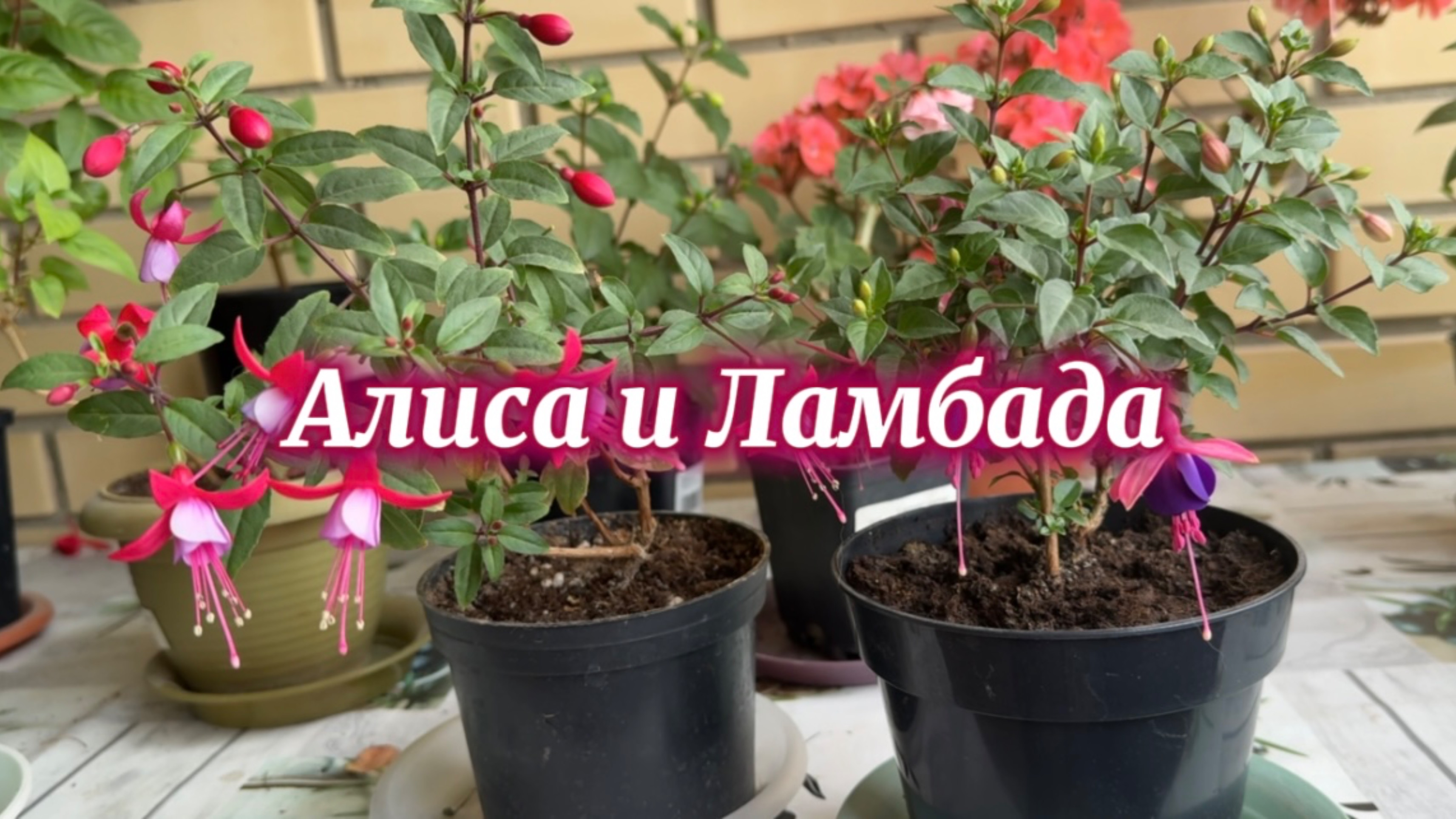 Про фуксии. В главной роли Shadow Dancer Alice