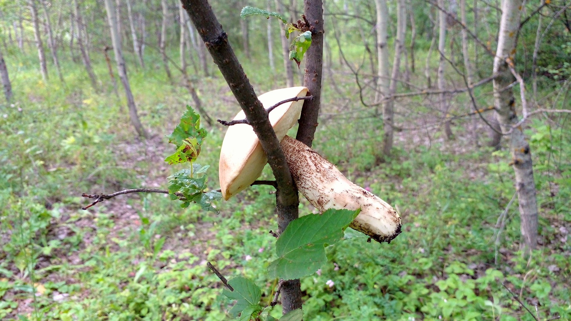 Грибы-2025. Собираем подберёзовики после обильных дождей!