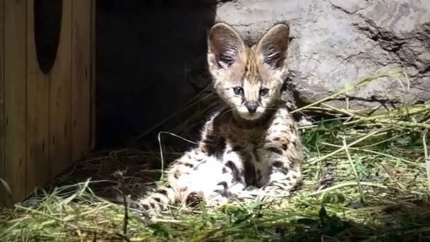 Маленький котенок сервалов оказался один в вольере и немного загрустил.