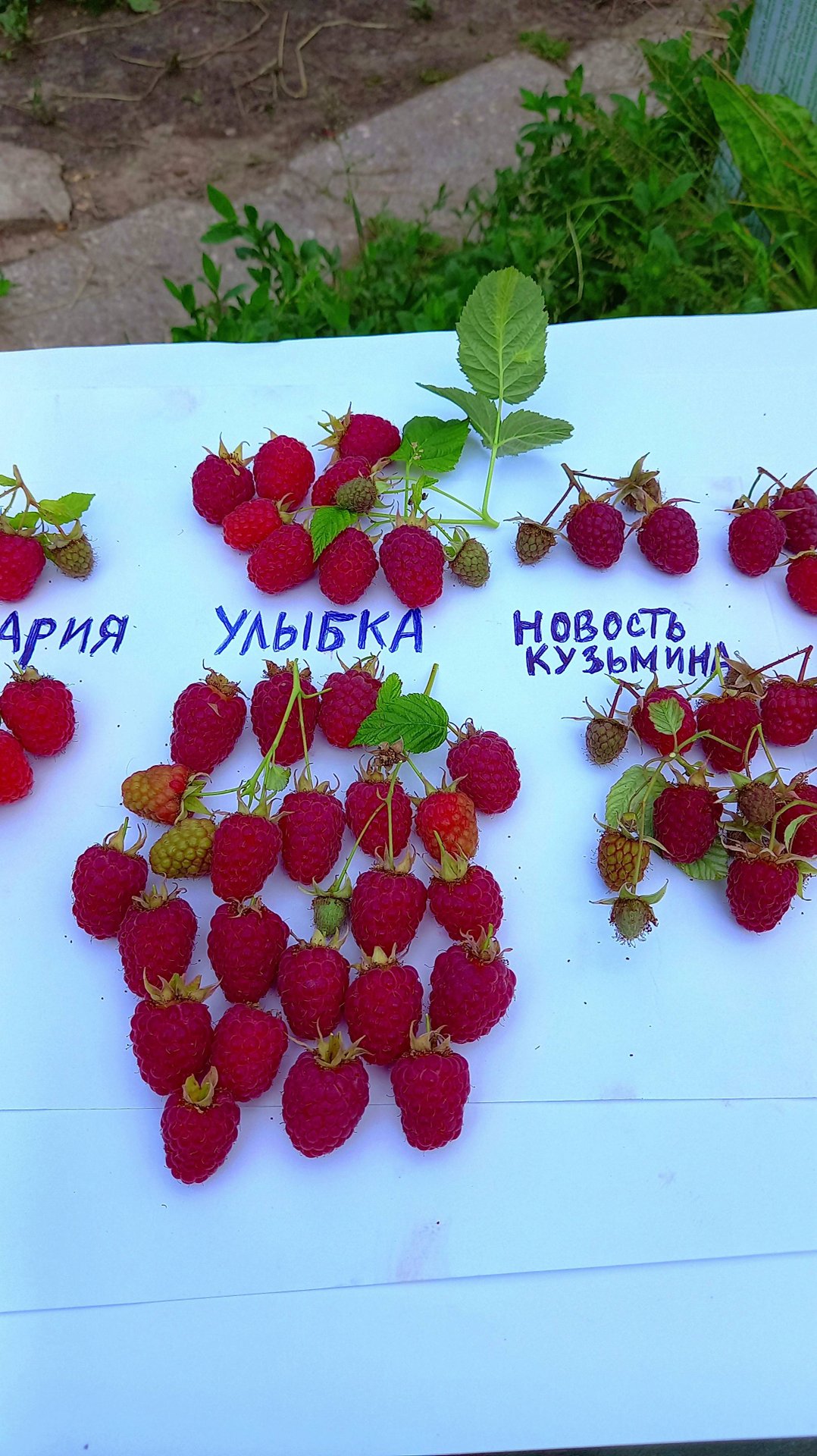 МАЛИНА ЛЕТНЯЯ УЛЫБКА