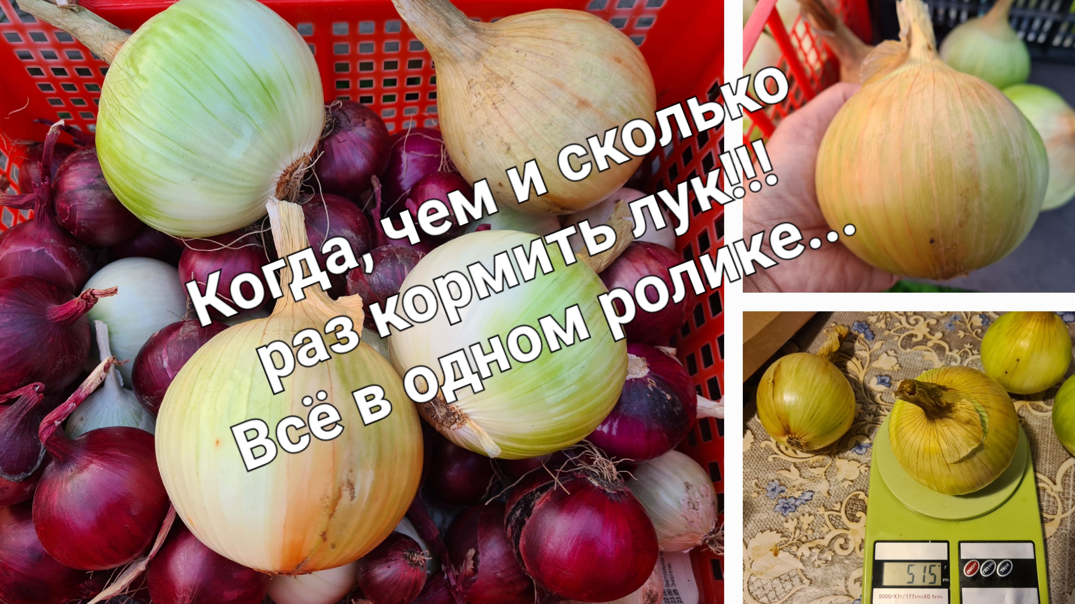 Крупный лук за один сезон, ВАЖНО не только когда кормить но и чем...