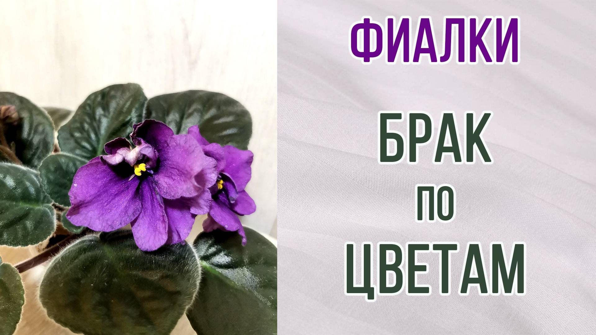 Фиалки (сенполии). Брак по цветам. Не торопитесь выбрасывать. Неожиданность от сеянца.