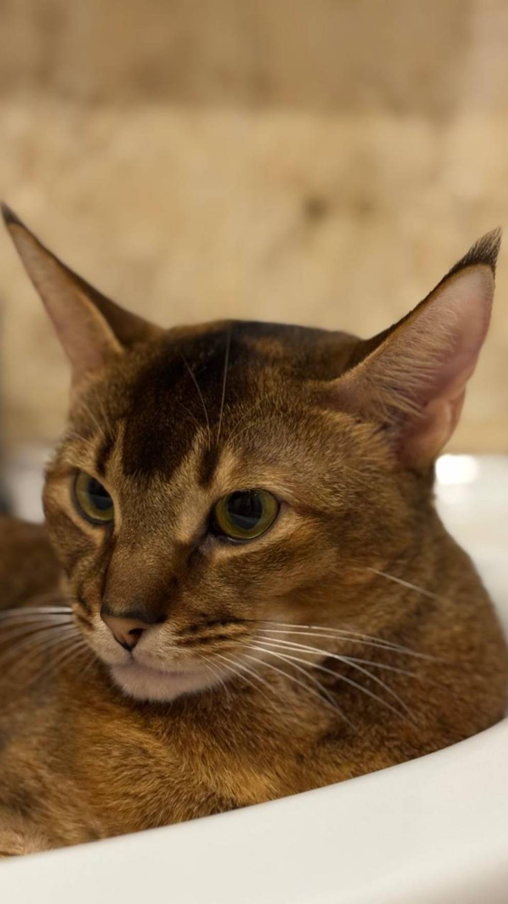 Смешные видео с кошками - Соне жарко)))