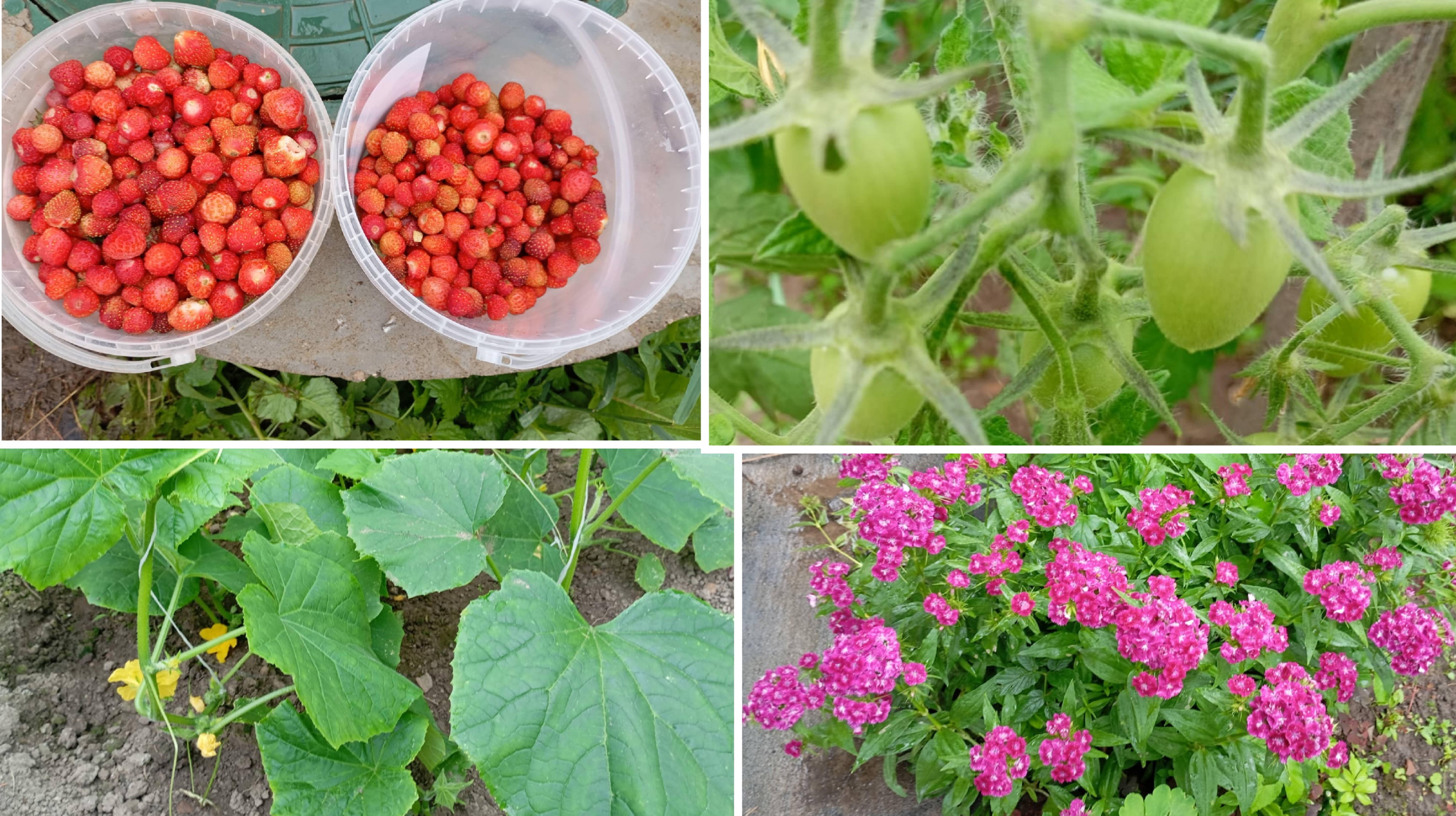 29 июня. Родных отправила,  собрала ягоды ...на улице дождь