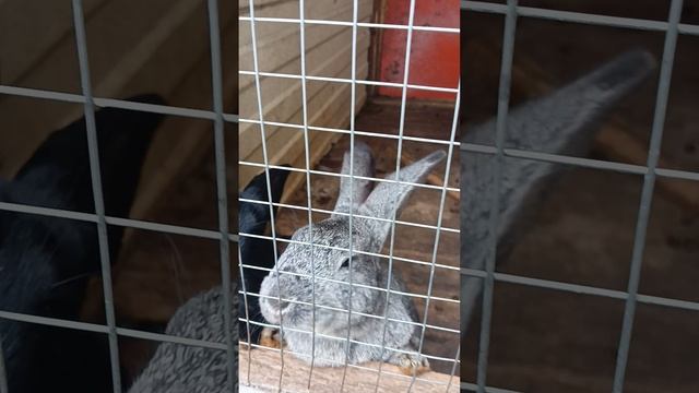 Кролики братья