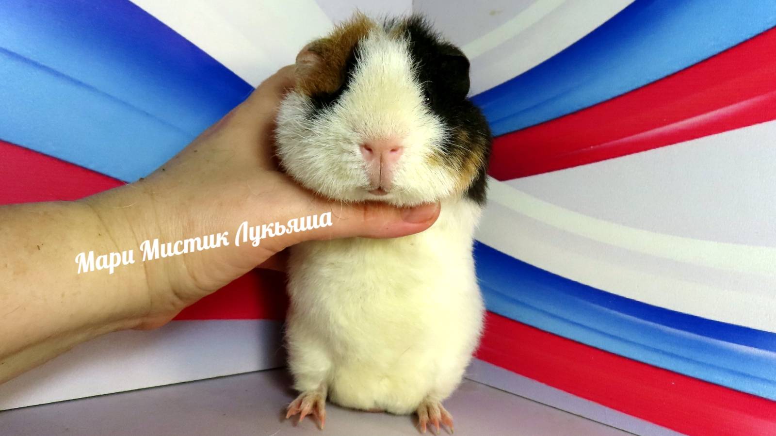 #Продам #морскуюсвинку Лукьяша #американскийтедди 89215950848 #куплю