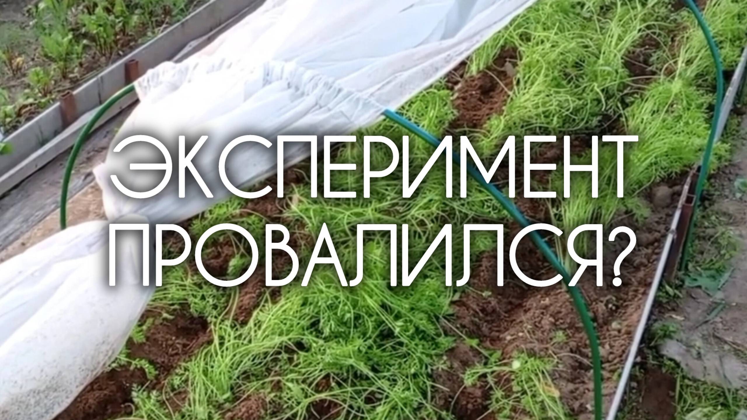 Эксперимент по выращиванию моркови на грани провала!