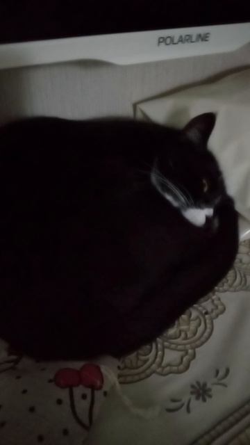 Котик подсматривает.