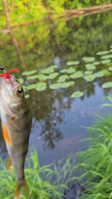 Ещё один вариант оснастки для микроокуня на городской речке
