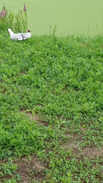 Разборки птиц в парке