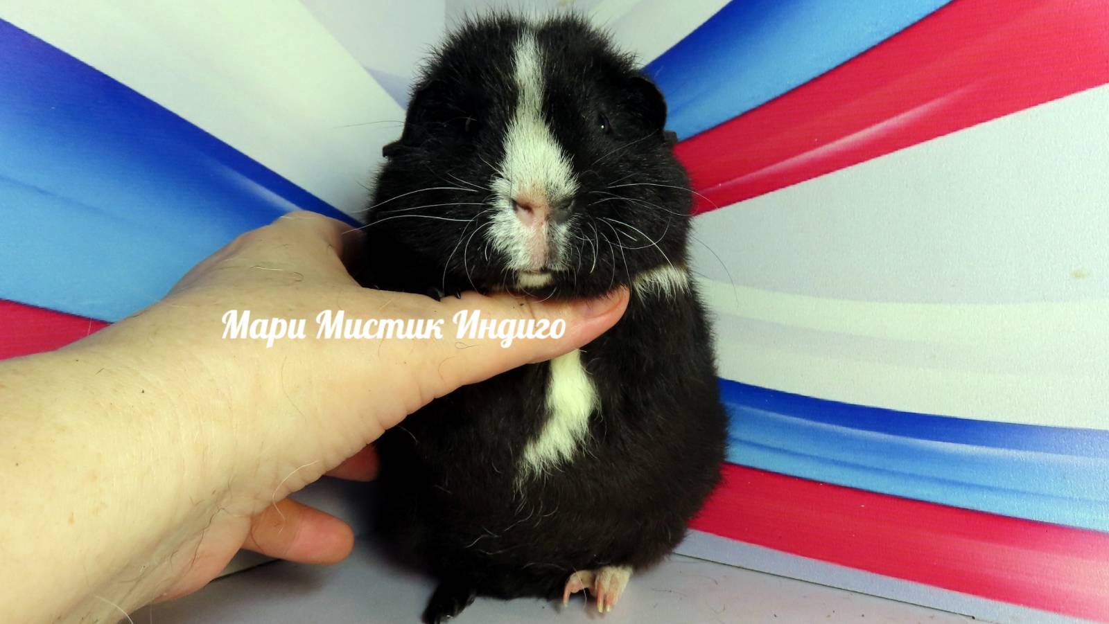 #Продаю #морскуюсвинку Индиго #американскийтедди 89215950848 #куплю