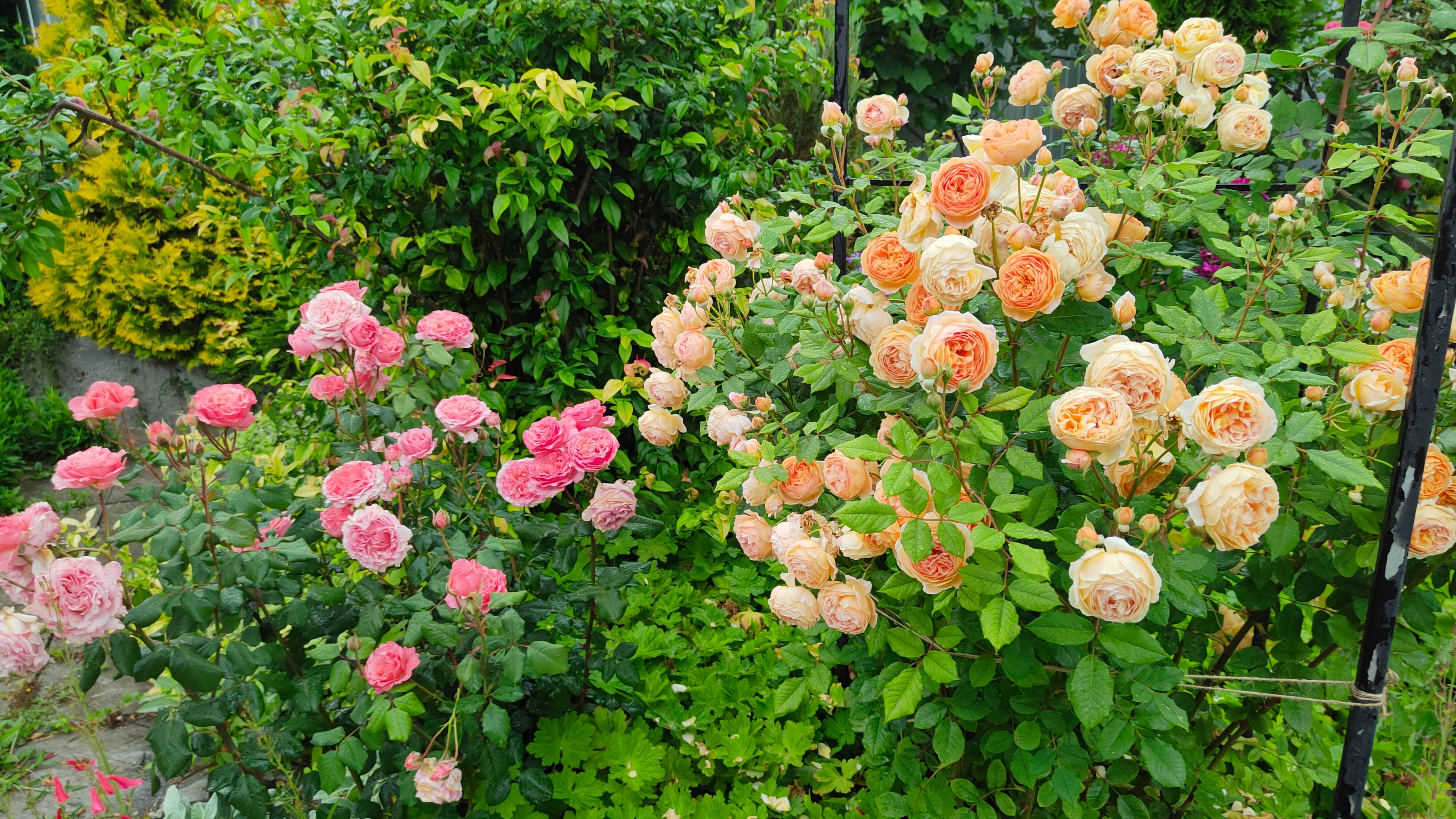Зацвели все розы в саду 29.06.25 г. Лихнис, лук, нивяник, лаванда, сантолина и вербена копьевидная
