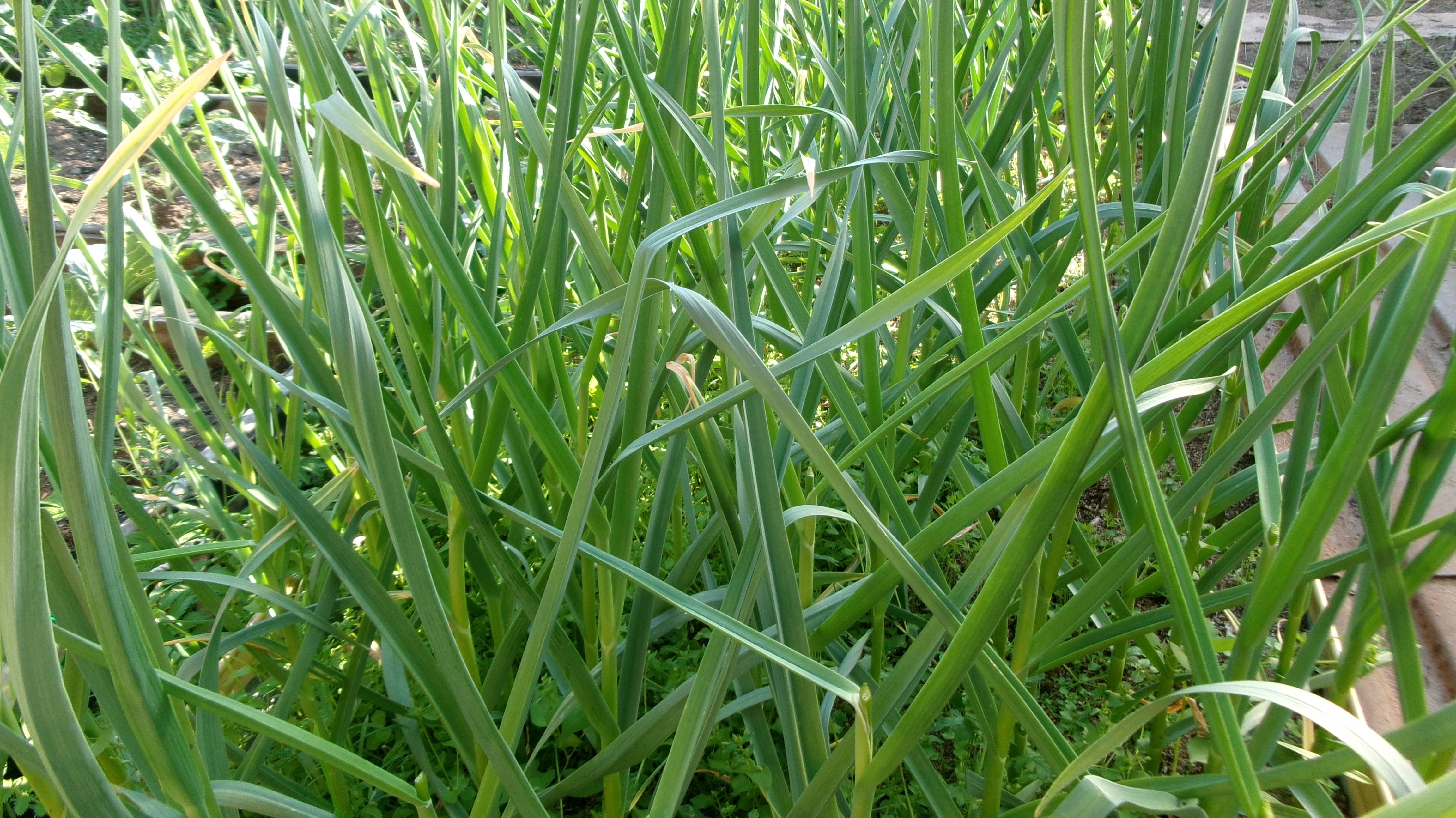 Рецепт на зиму и не только. Чесночные стрелки.. Соусы...