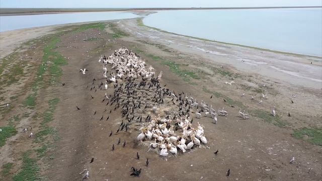 РЕГИОН 08 эфир 01 04 2023 ДЕНЬ ПТИЦ