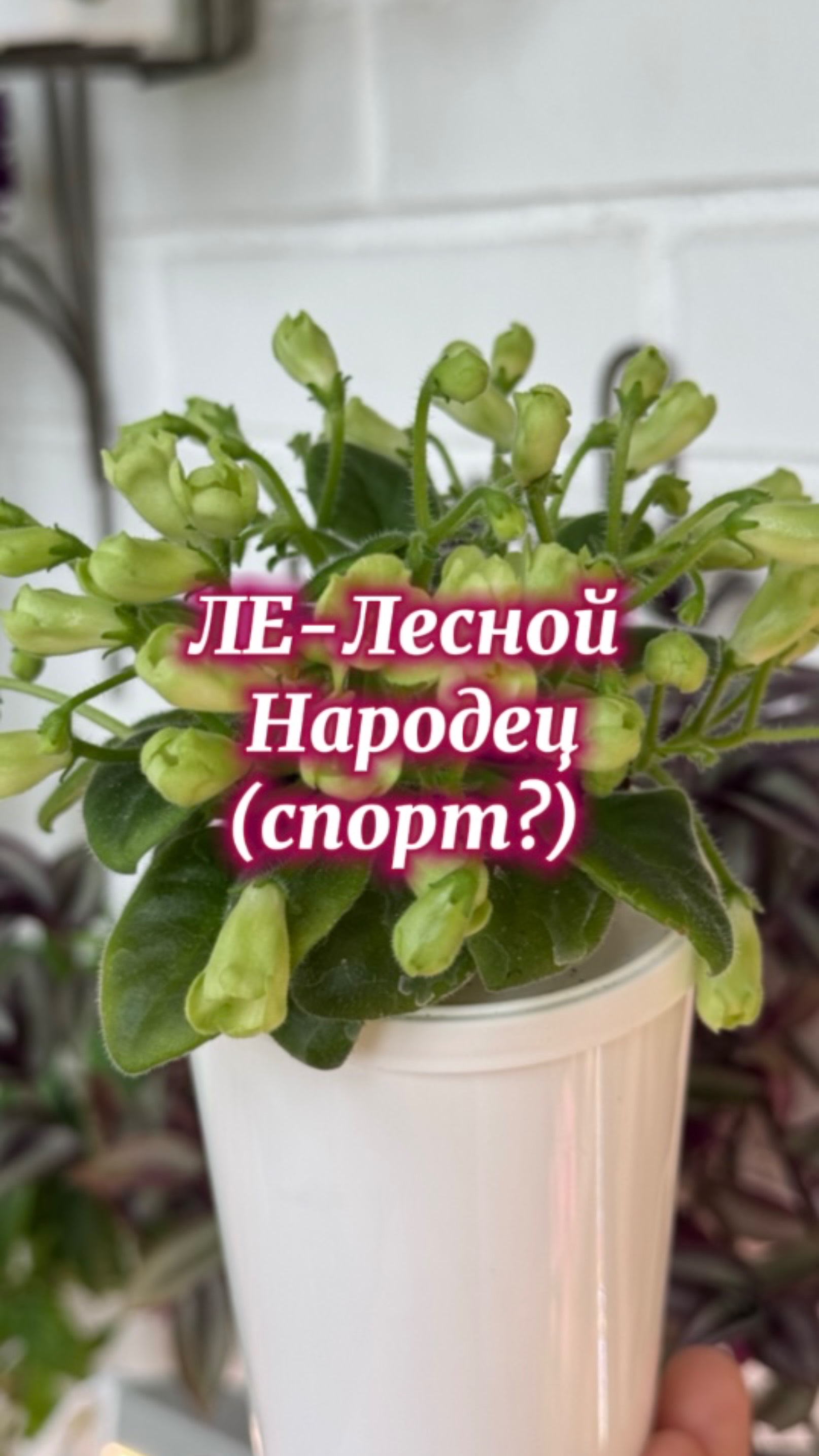 ЛЕ-Лесной Народец