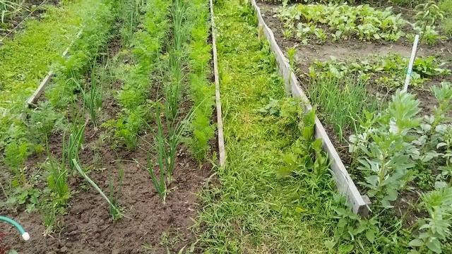 Погоды нет. И лета нет.