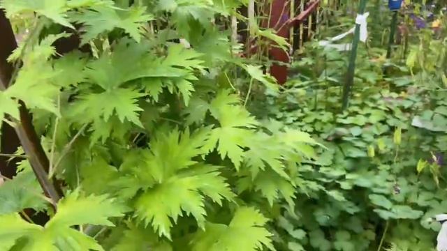 Петуния начинает болеть от сырости и холода. Срочная обработка. Скор. 28 июня 2025