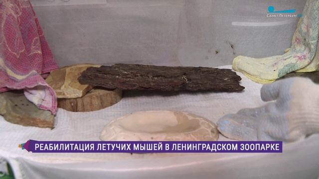 Реабилитация летучих мышей в Ленинградском зоопарке