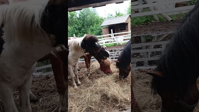 Ослик и его команда)