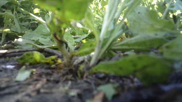 Фрагмент прополки огорода