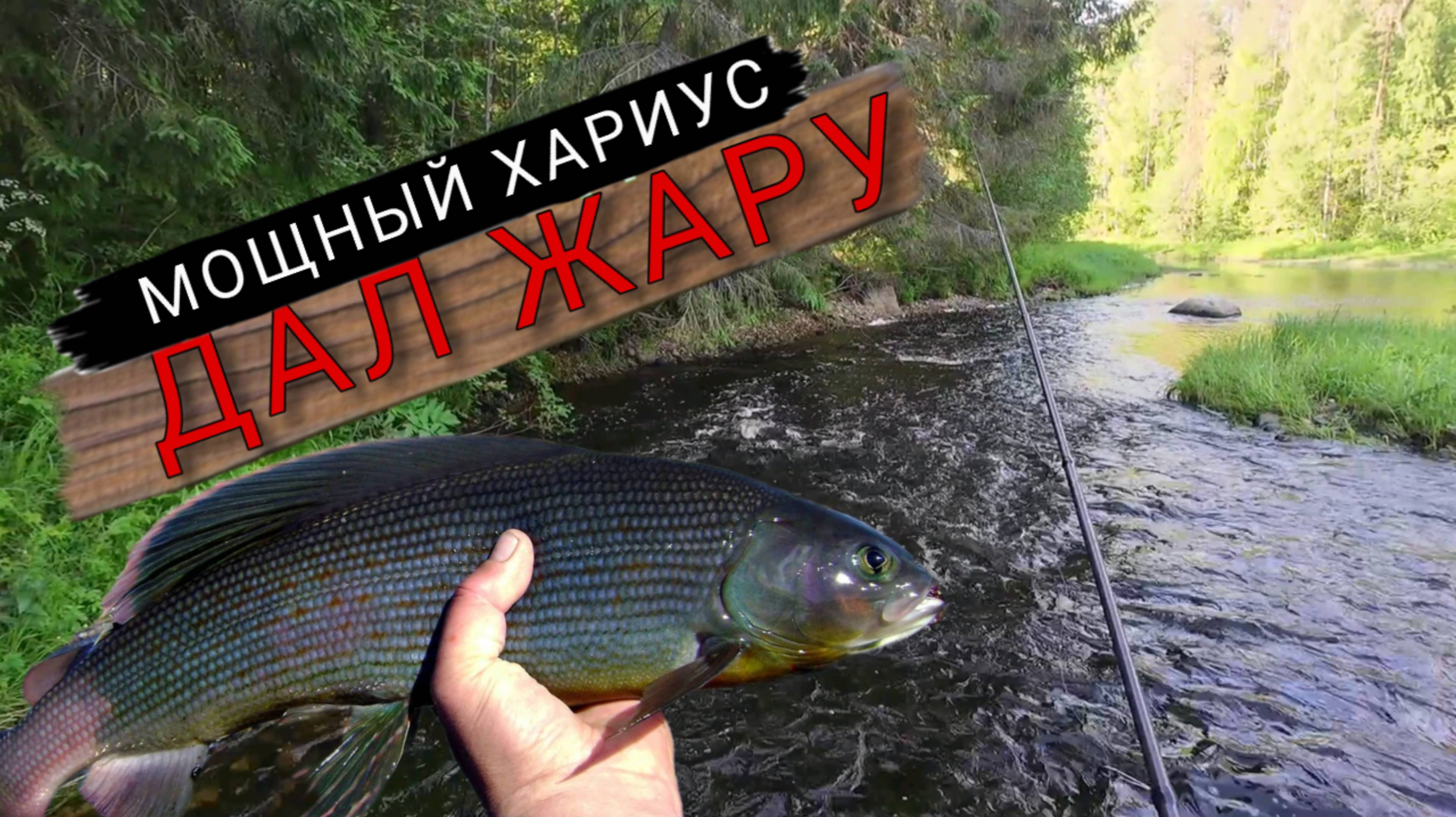 Мощная быстрина с крупным хариусом. Еле вытащил его. Рыбалка на поплавок