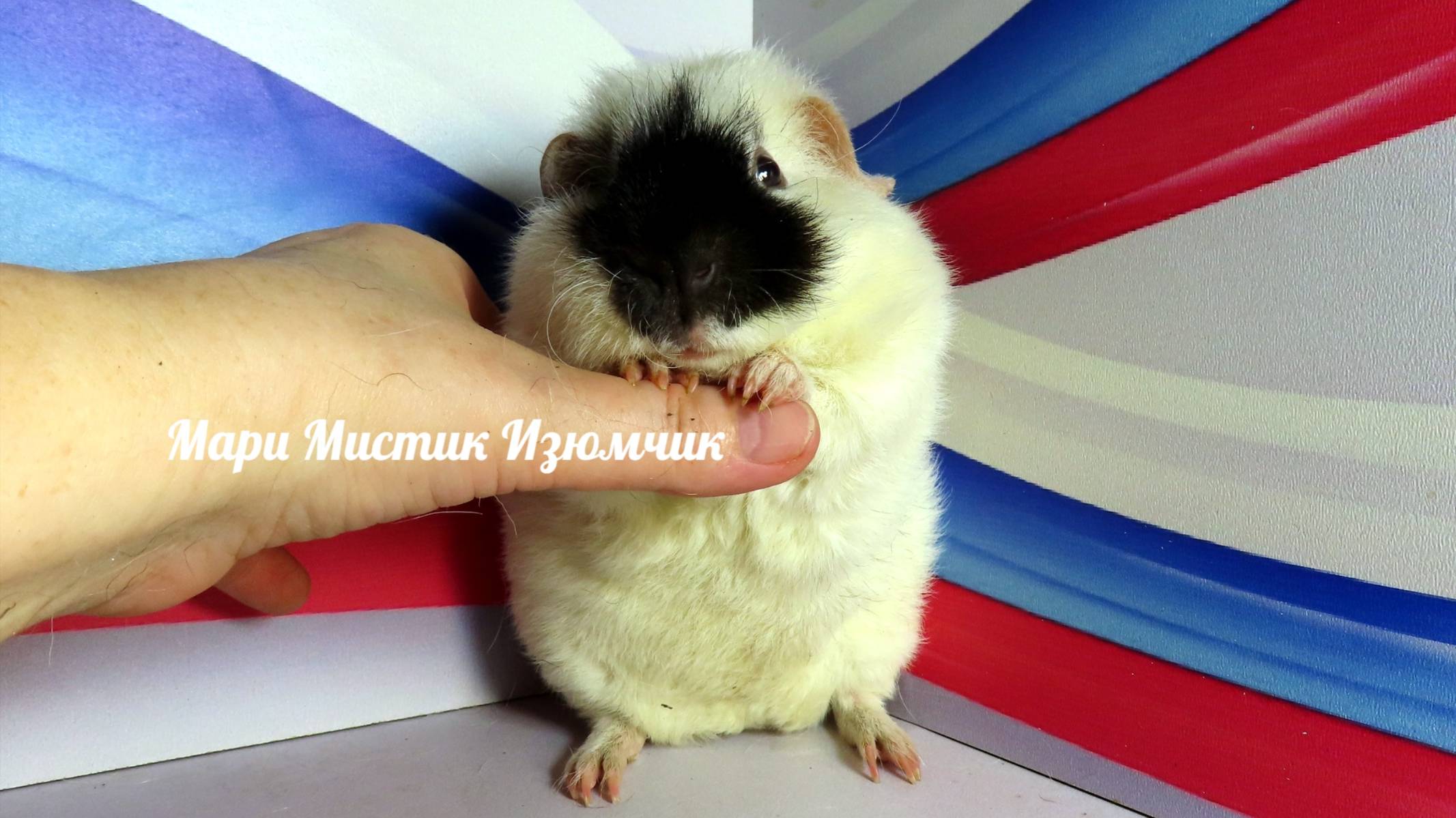 #Продаю #морскуюсвинку Изюмчик #американскийтедди 89215950848 #куплю