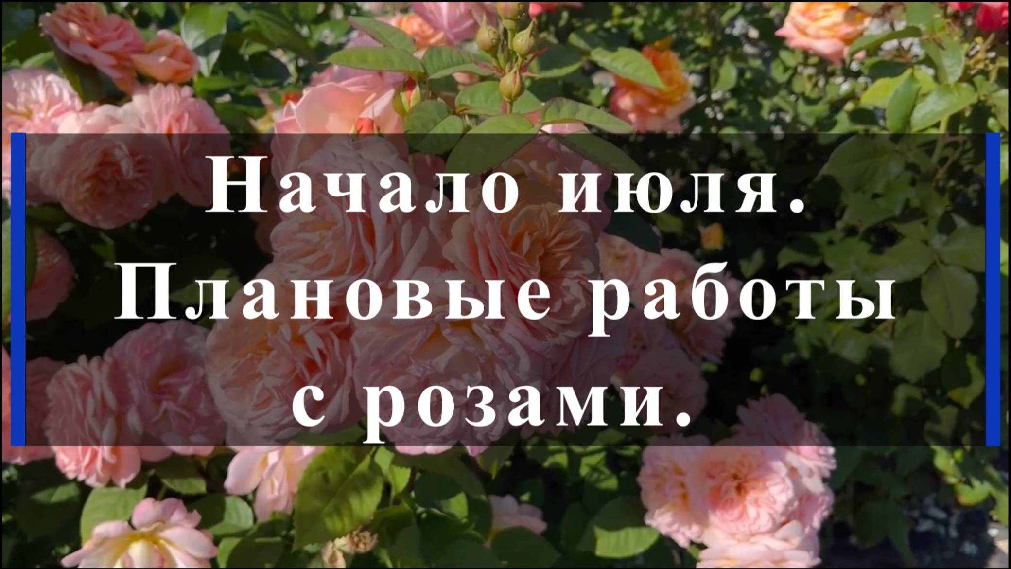 Начало июля.Плановые работыс розами.