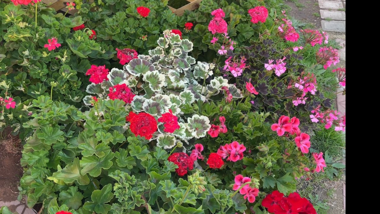 🏡 Разве Пеларгония бабушкин цветок?
Обзор Пеларгонии на 30 июня 2025 года.