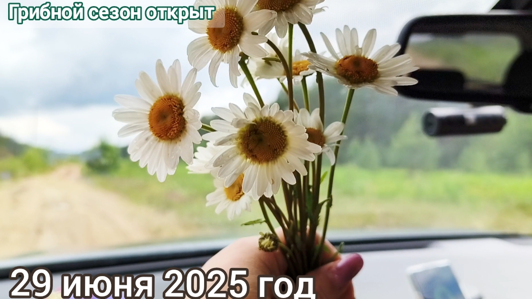 Сегодня открыли грибной сезон