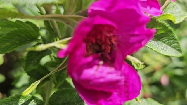 Цветок и шмель