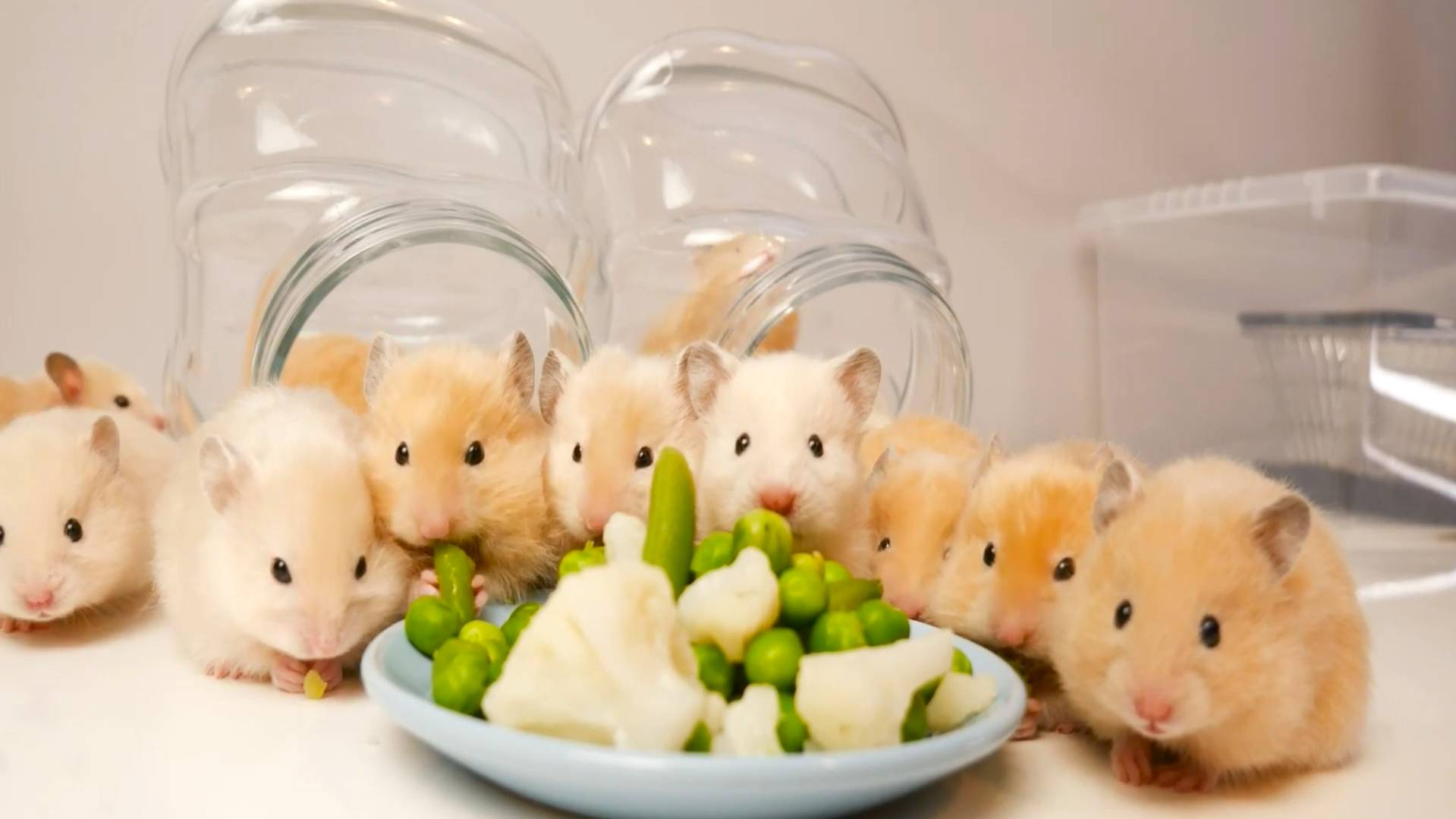 Самые милые детёныши хомяков🔥