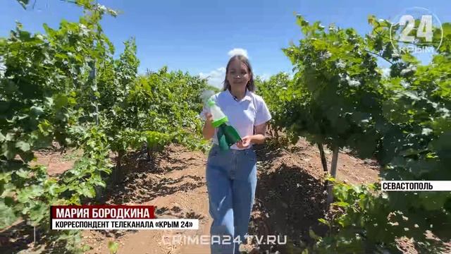 В Крыму и Севастополе проводят масштабную инвентаризацию виноградных насаждений