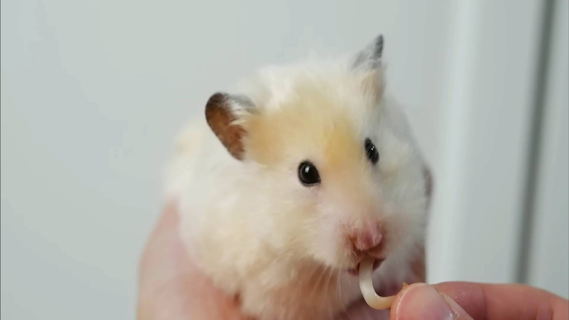 Смотреть всем как хомяк ест ростки фасоли🔥