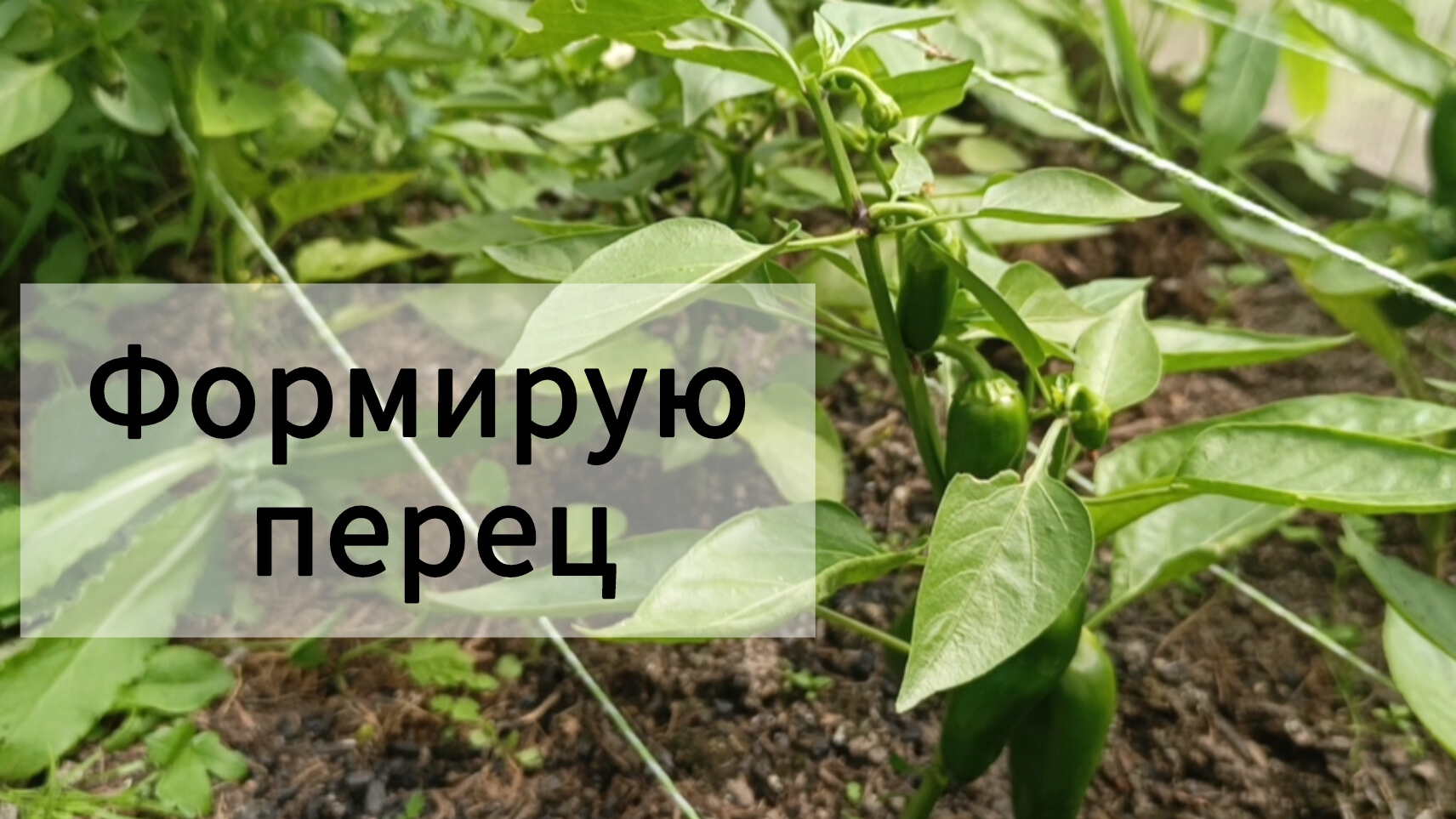 Формирую перец 29.06.2025