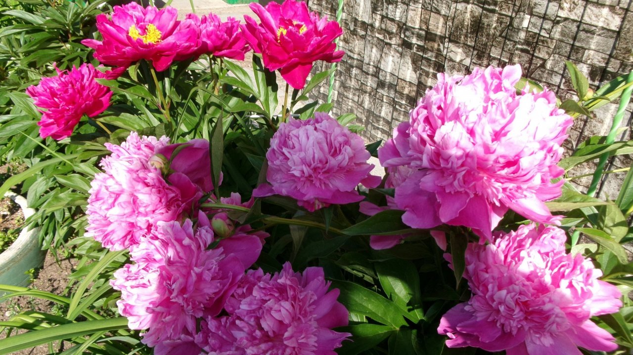 Послушайте душевную песню...Исполнитель   Suno - Вот так и живём (Muzoi.net)...