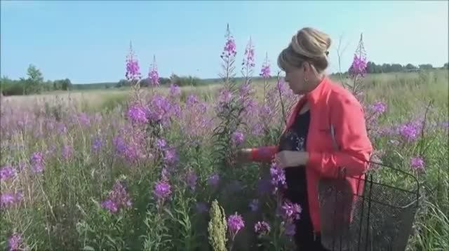 Иван-чай ,Весь процесс заготовки от А до Я в домашних условиях #nizuvivideo