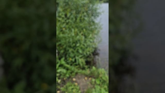 Пробую новую разнесенную оснастку для микроджига. Ловлю окуней на ультралайт. Вечерний спиннинг.